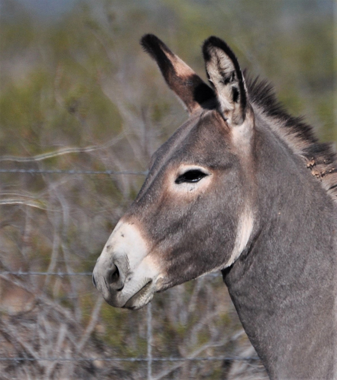 donkeys